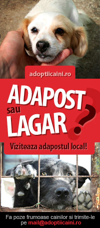 Adopta un caine!