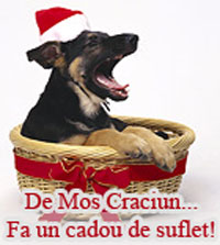 Adoptii Caini