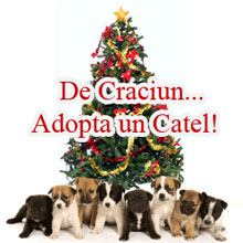 Adoptii Caini