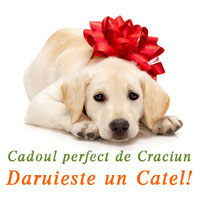 Cadoul perfect pentru Craciun - Daruieste un catel!