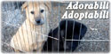 Catei Adorabili Adoptabili