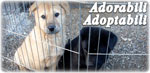 Catei Adorabili Adoptabili