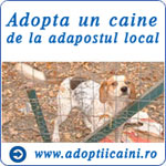Adopta un caine de la adapostul local