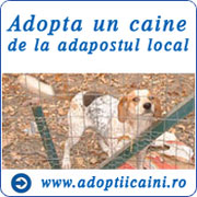 Adopta un caine de la adapostul local