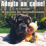Adopta un caine si castiga dragostea lui neconditionata