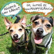 Adopta un caine