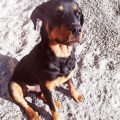 Ofer spre adopție câine Rottweiler