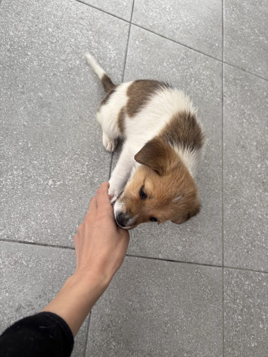 Spre adoptie