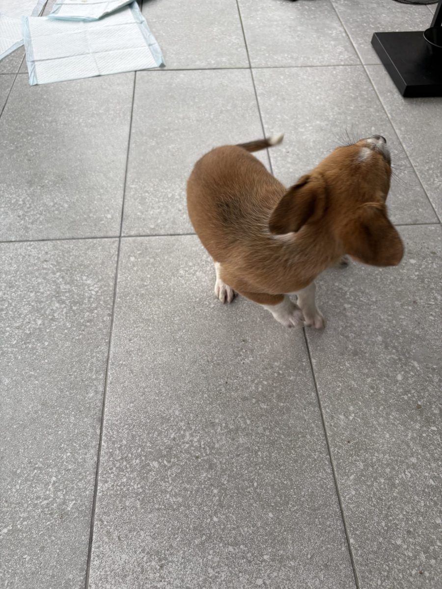 Spre adoptie caine talie medie