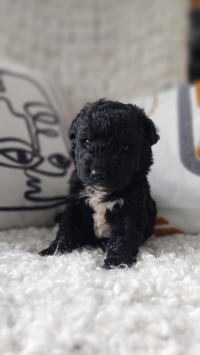 Spre adopție, băiețel de 1 lună metiș de ciobănesc de Berna