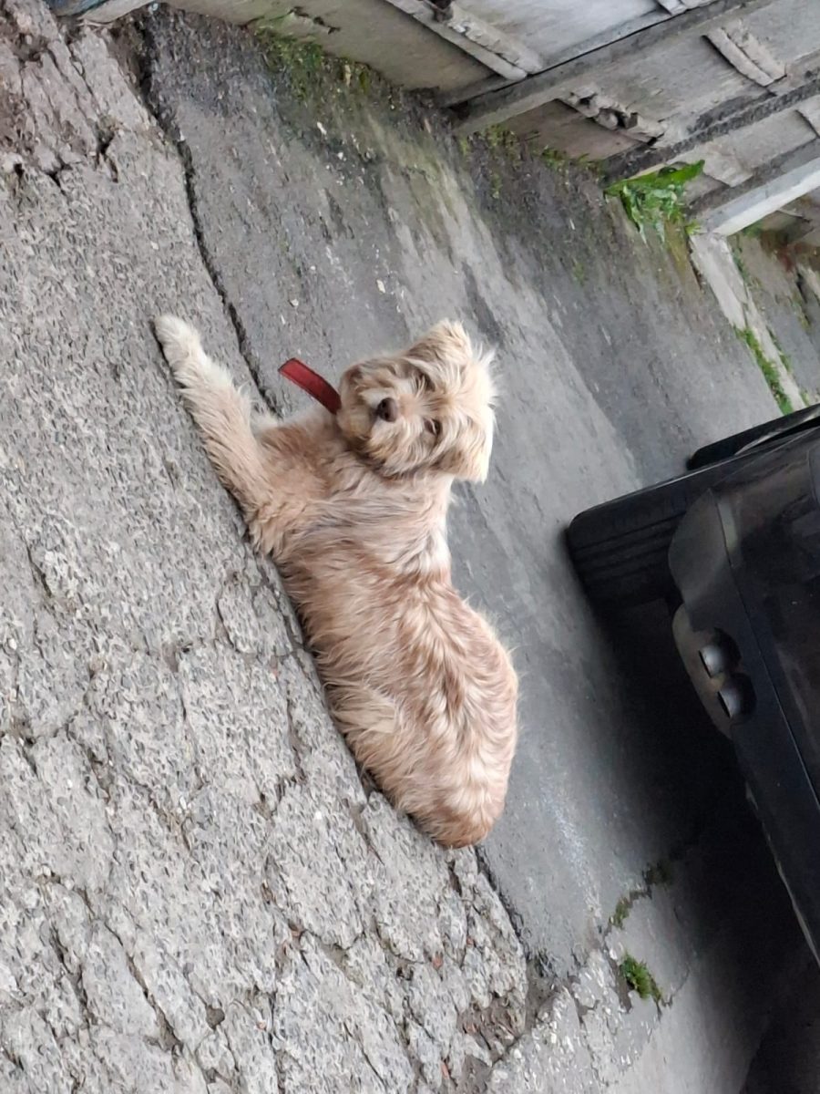 Adoptie urgenta pui metin pierdut Constanta