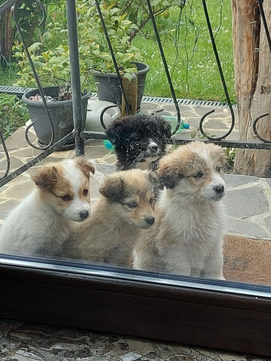 4 pui (2 fetite, 2 baieti) pentru adoptie
