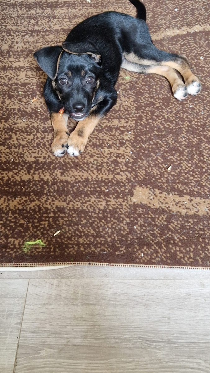 Catelusa de 5 luni, pentru adoptie