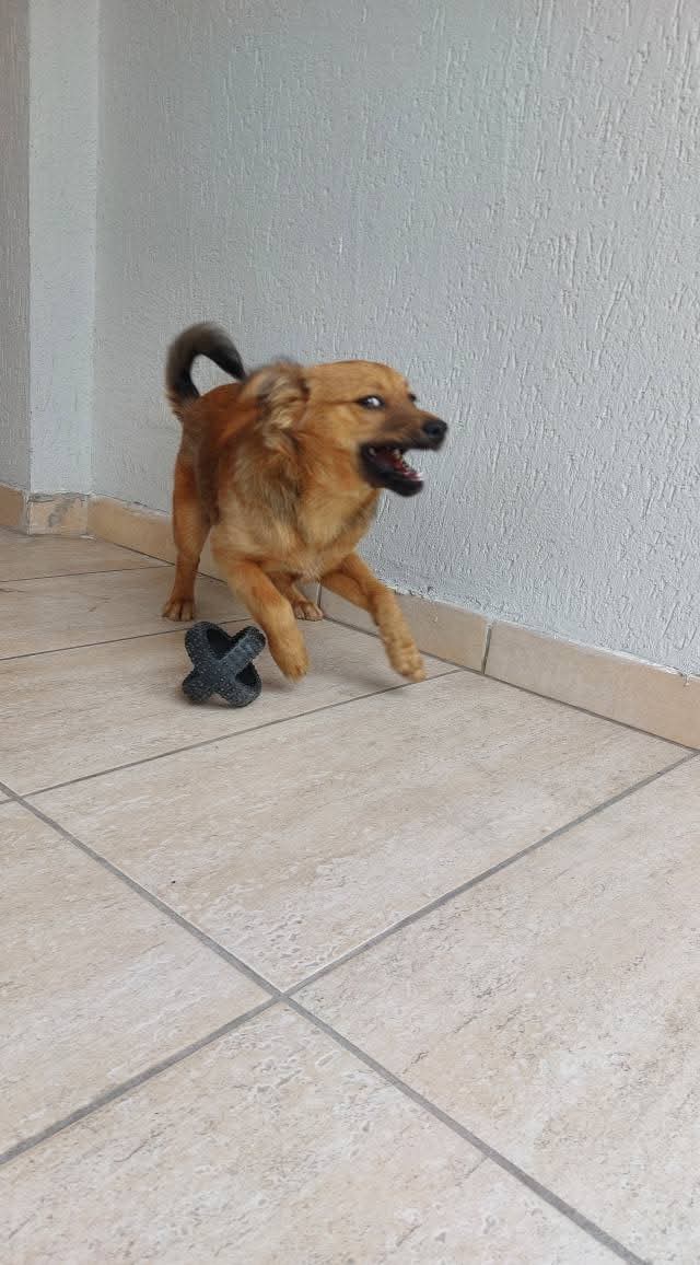 🐶 Căutăm o familie iubitoare pentru o fetiță de 4 luni!