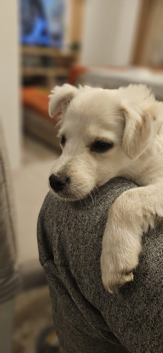 Metis bichon iubitoare cauta o familie noua
