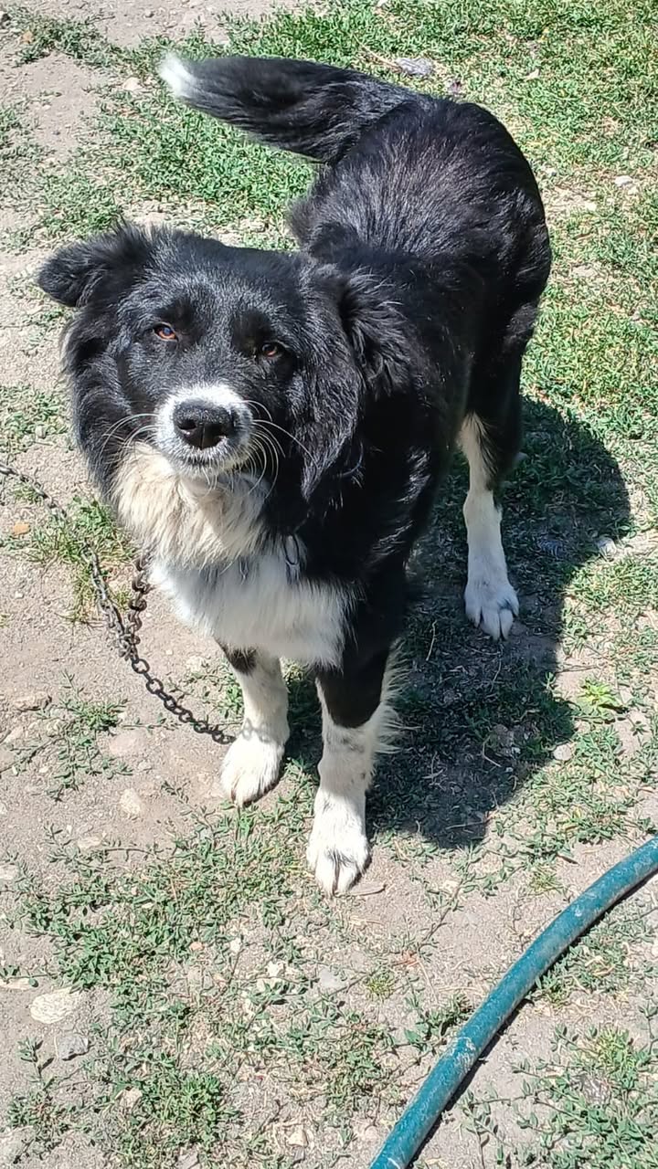 Se cauta urgent căsuța pentru un cățel frumos, mascul, aproape un an, in judetul Hunedoara.