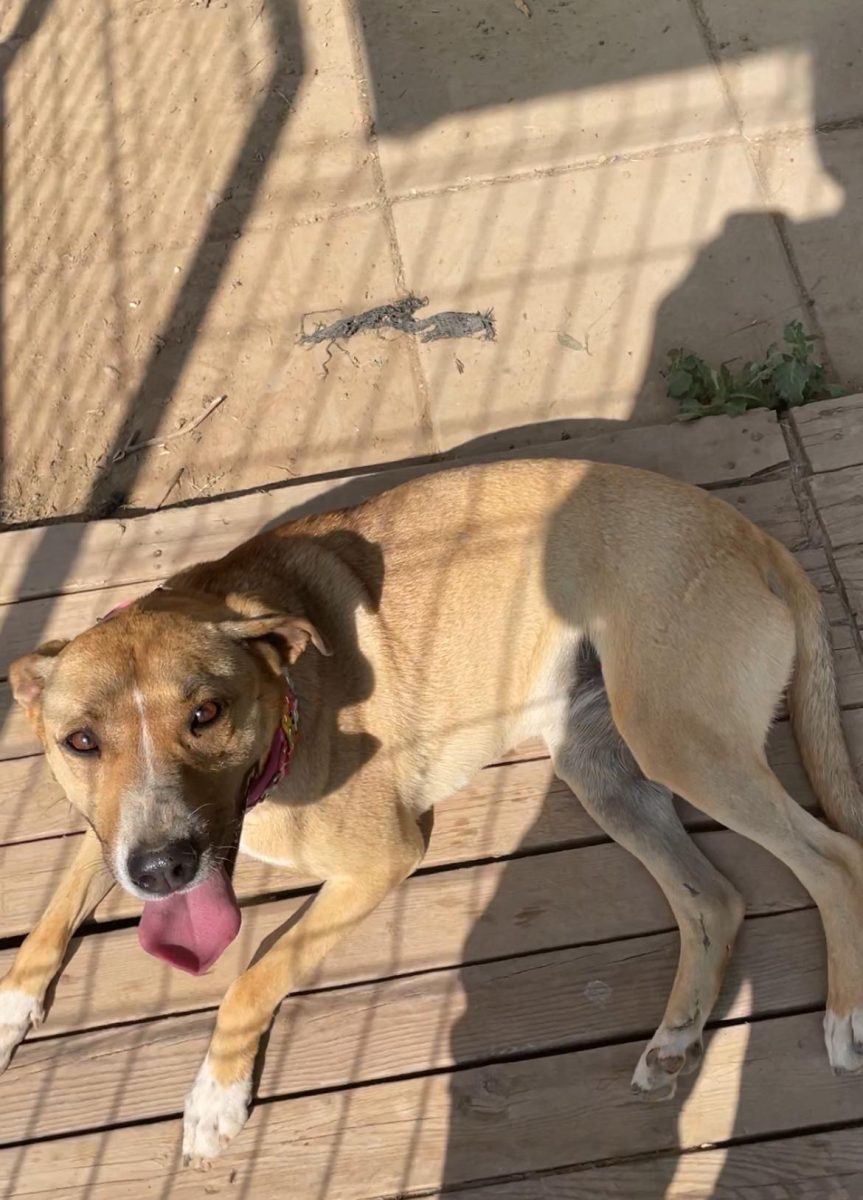 Frida isi cauta familia in Bucuresti!