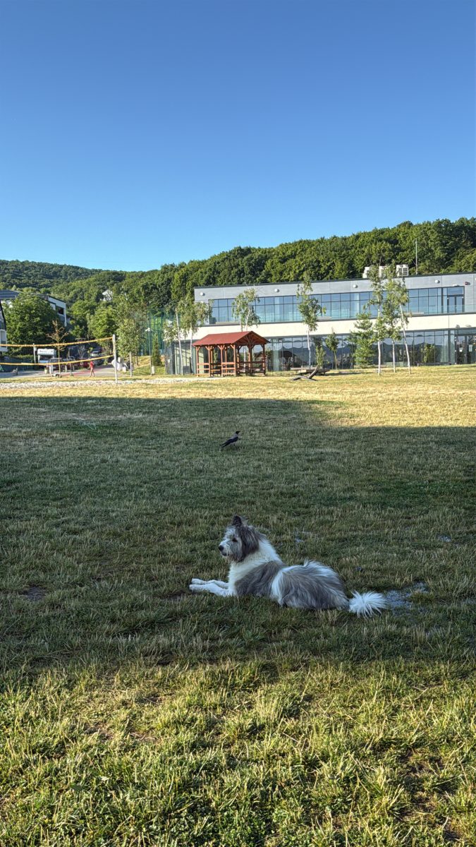 Adopție/ Foster