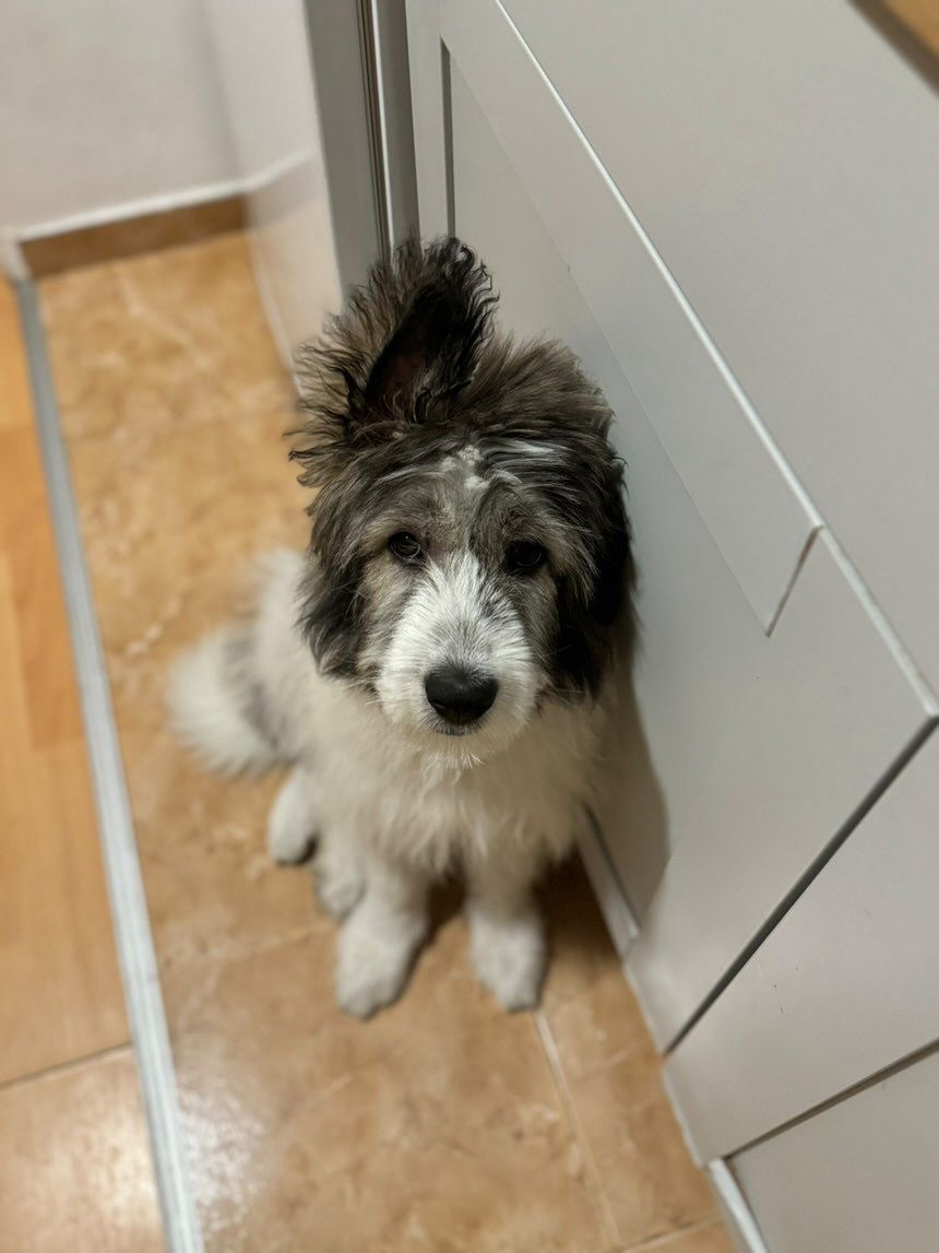 Adopție sau foster