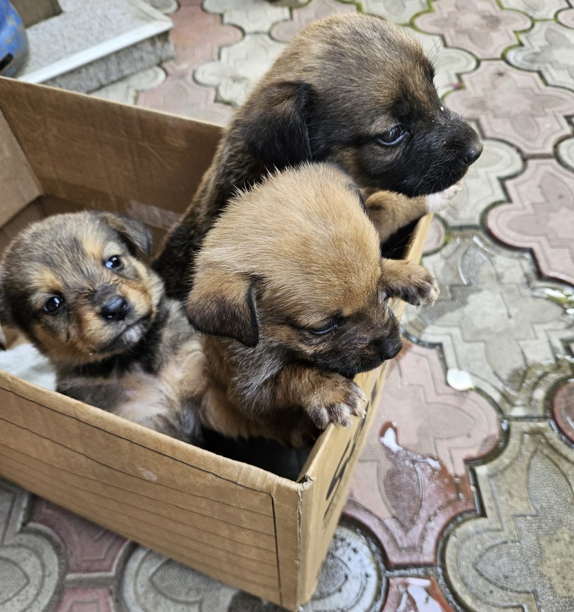 Adoptie catel Bucuresti