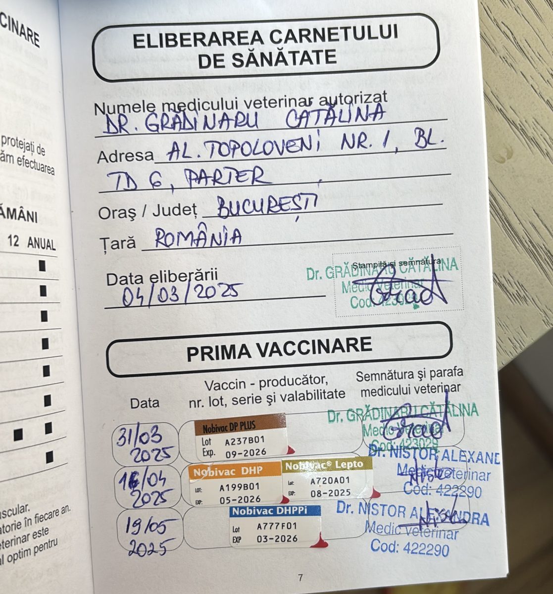 Câine băiețel spre adoptie