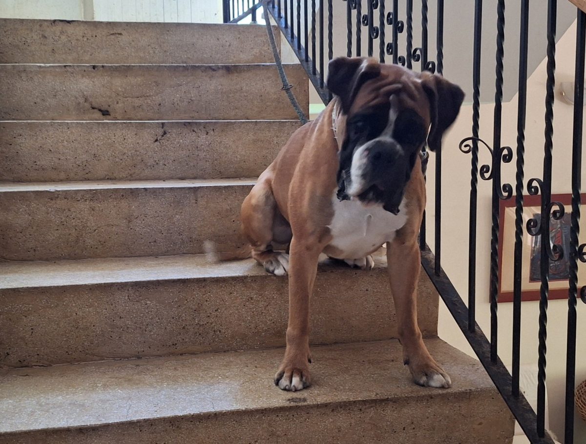 Donez boxer mascul 1,5 ani