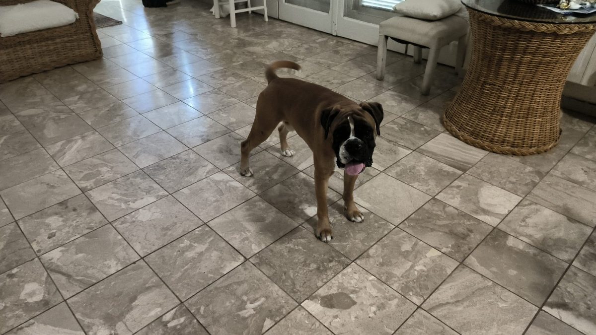 Boxer 1,5 ani ptr adoptie