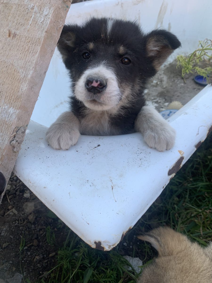 Adopție cățeluși