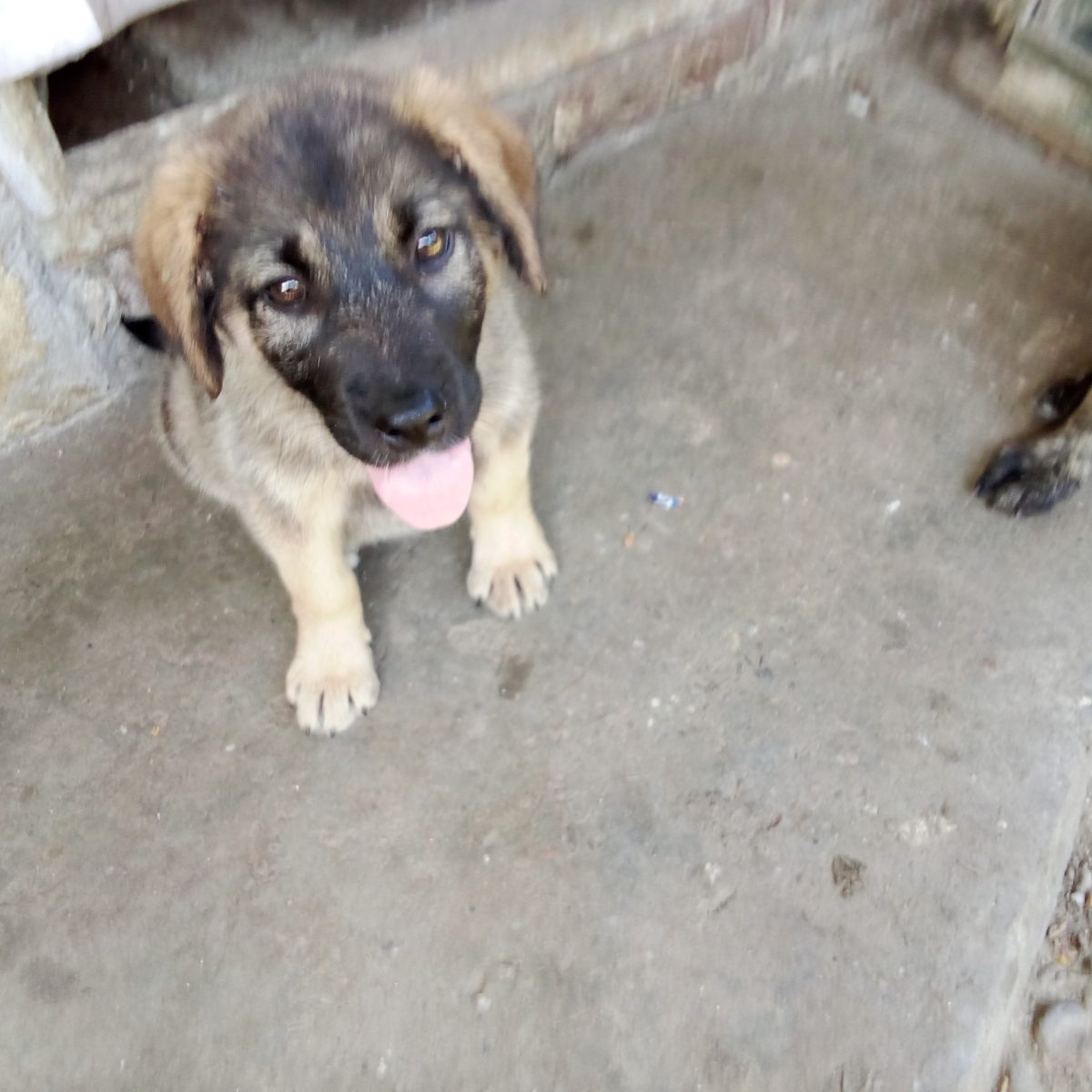 Companion devotat, paznic de nădejde caut stăpân ,ofer dragoste pe viață