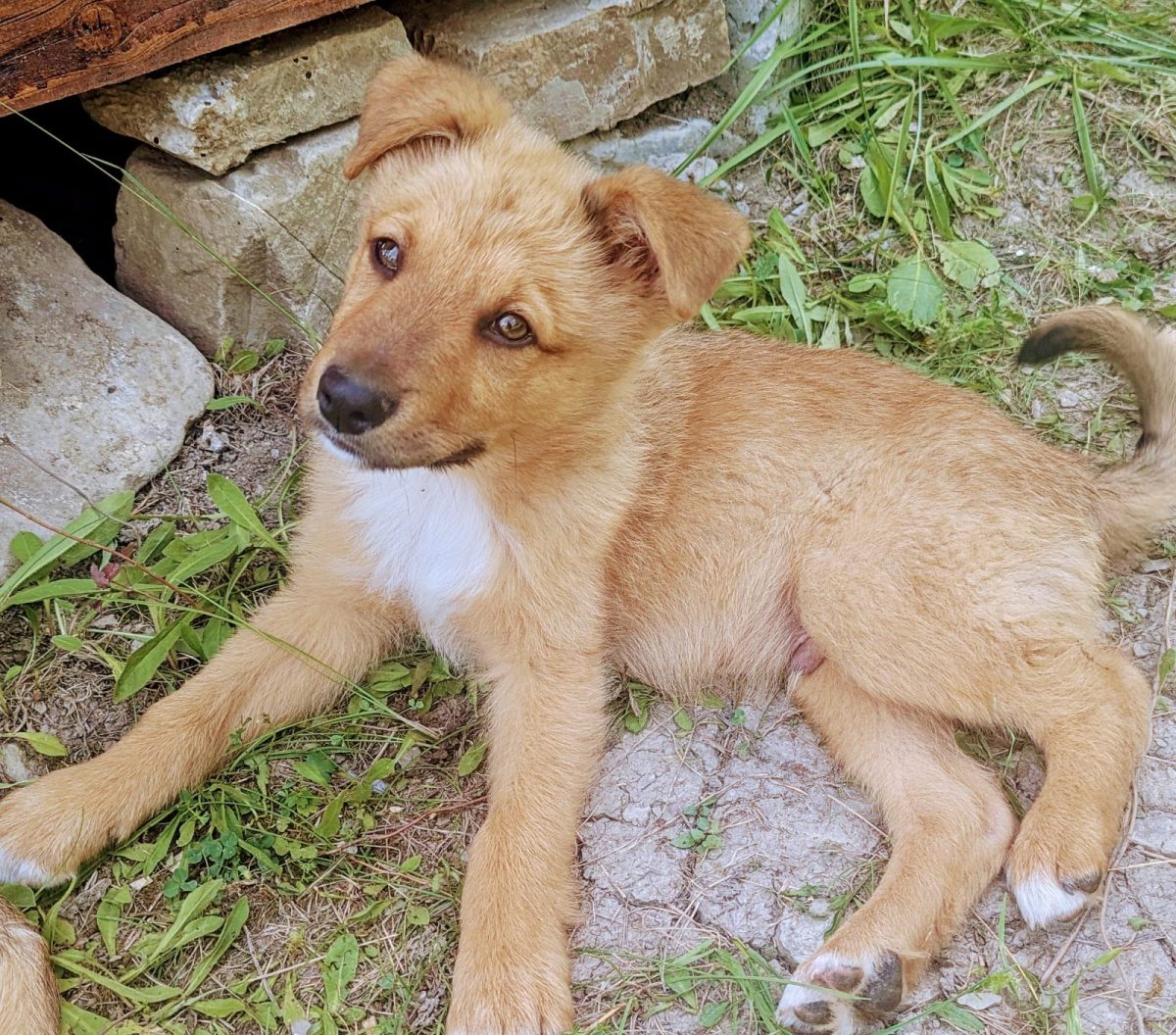 3 catei extrem de prietenosi pentru adoptie