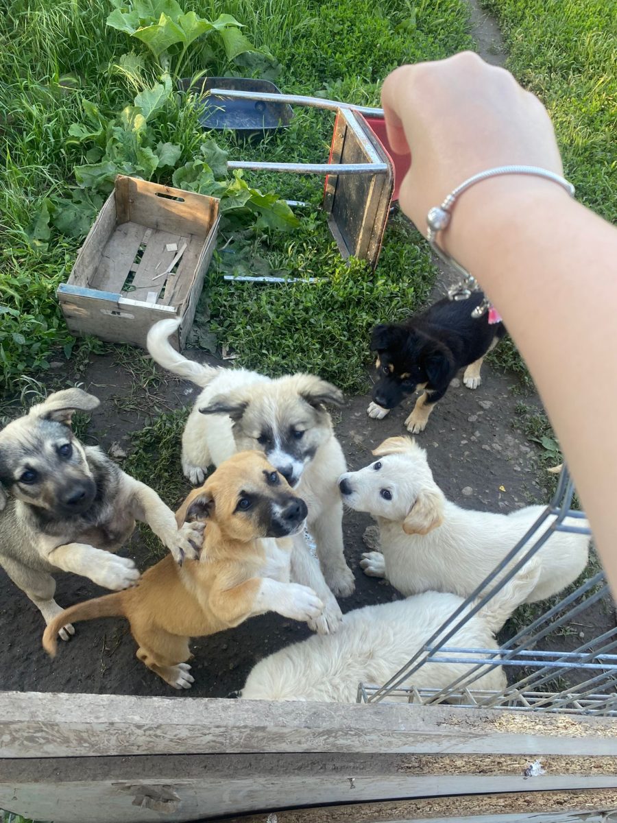 6 pui de căței!
