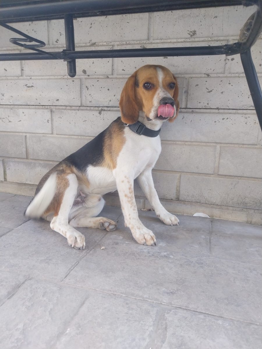 Donez beagle
