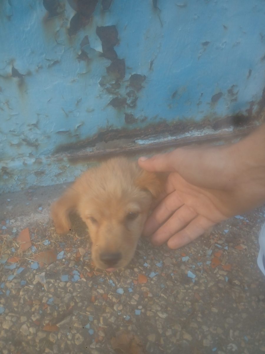 A fost aruncat cine dorește să-l adopte