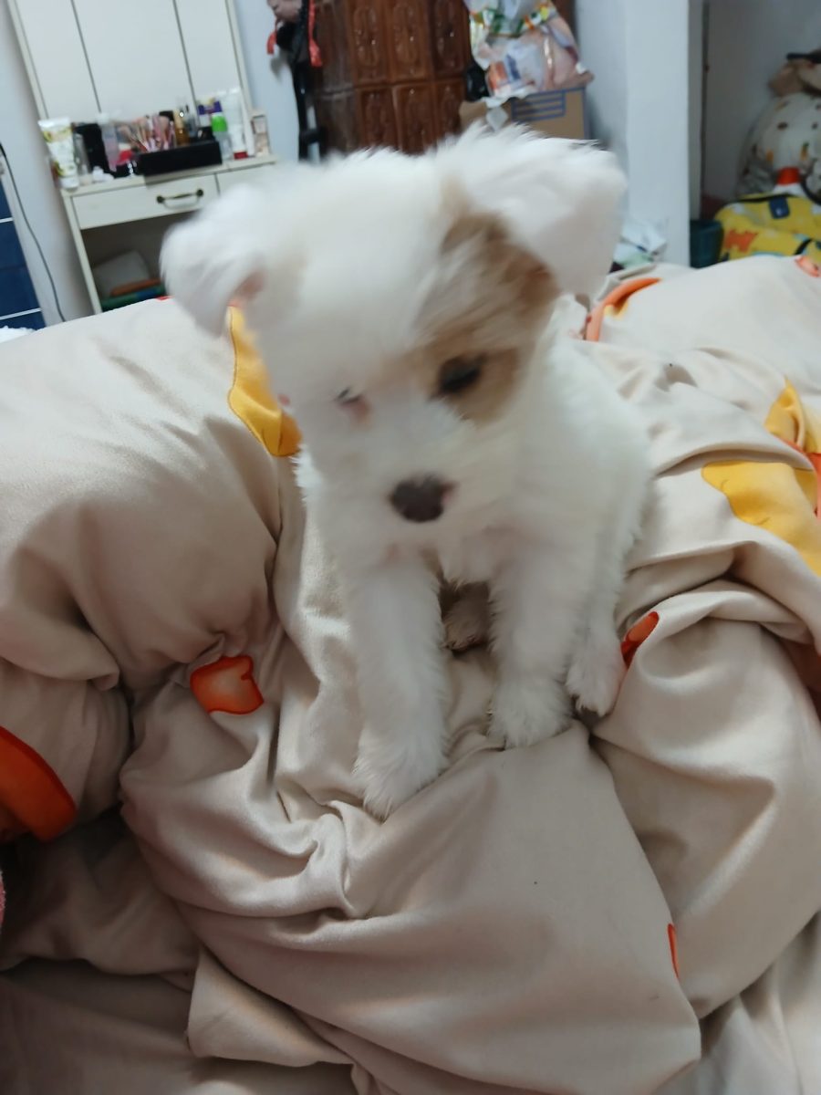 Donez cățelușa bichon
