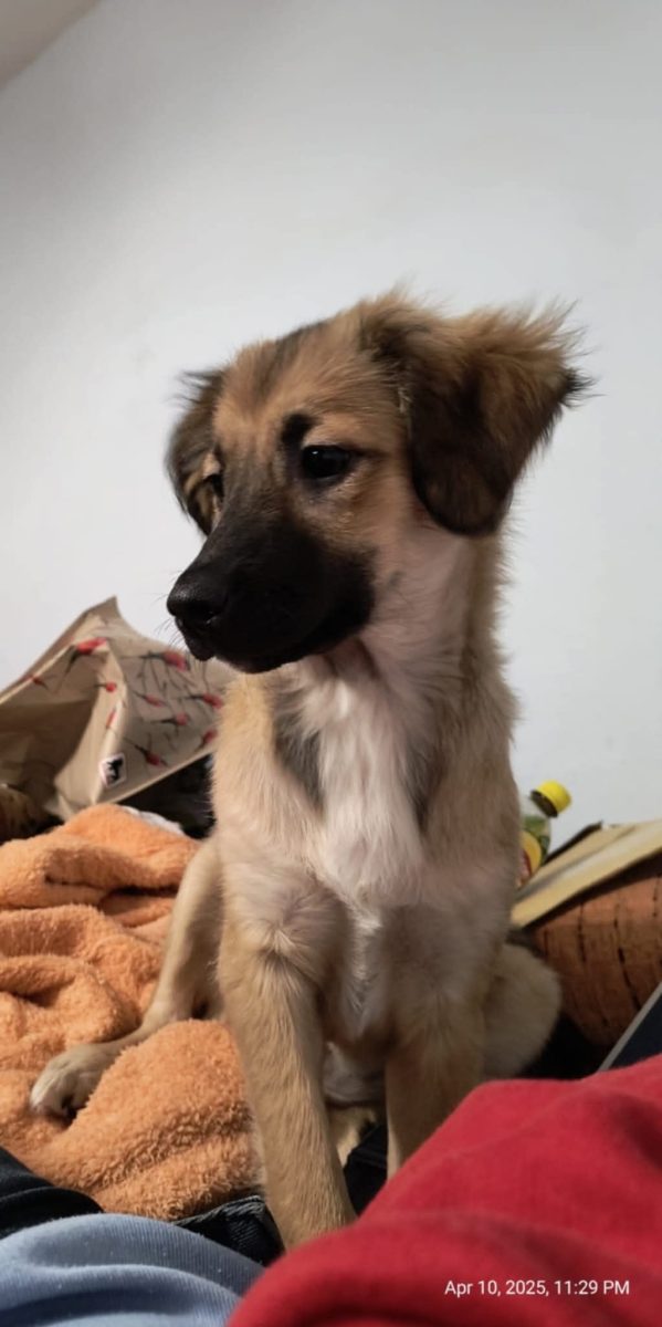 Catelusa spre adoptie