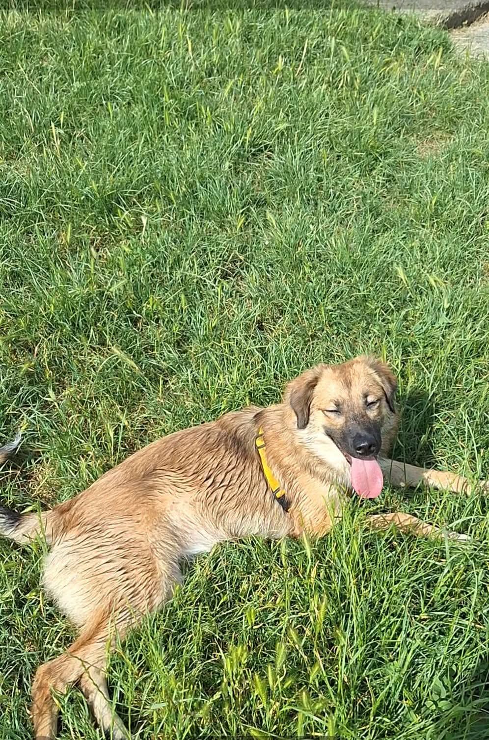 Cățelușă spre adopție