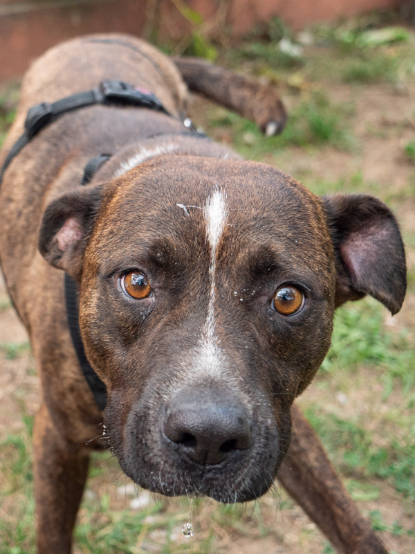 Bo, metis pittbul, cauta adoptie responsabila