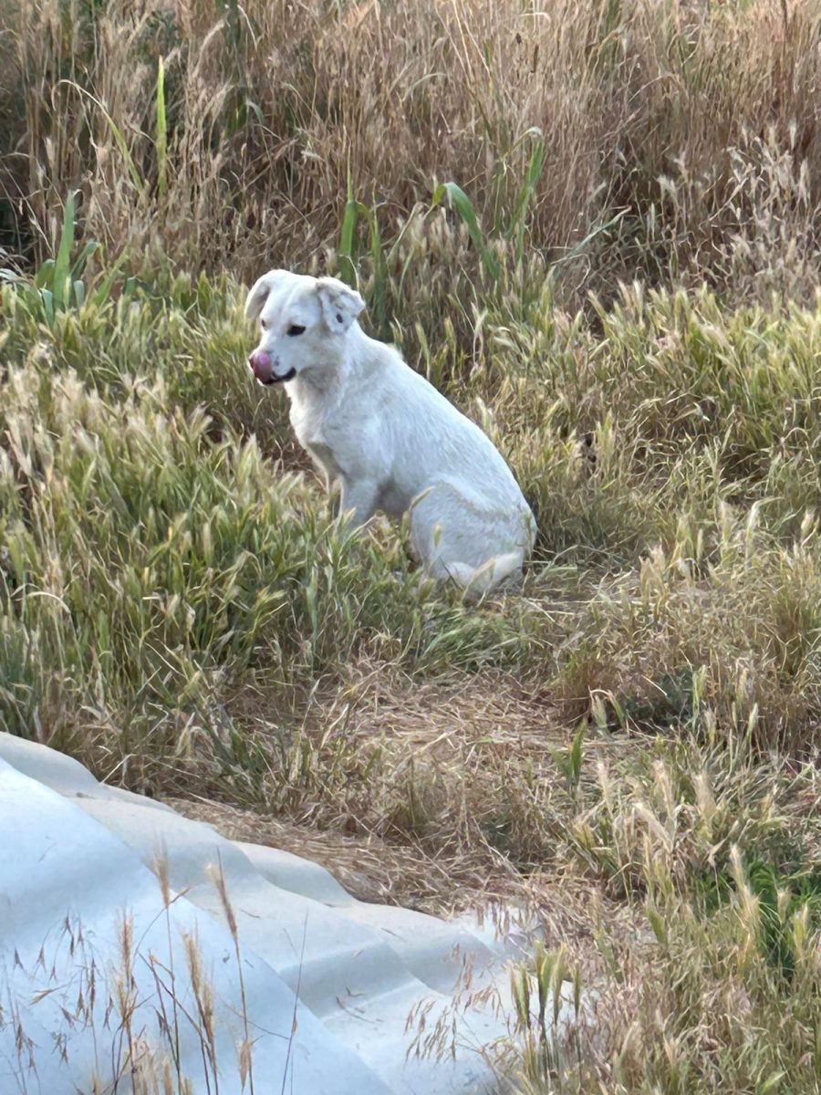Catel pentru adoptie