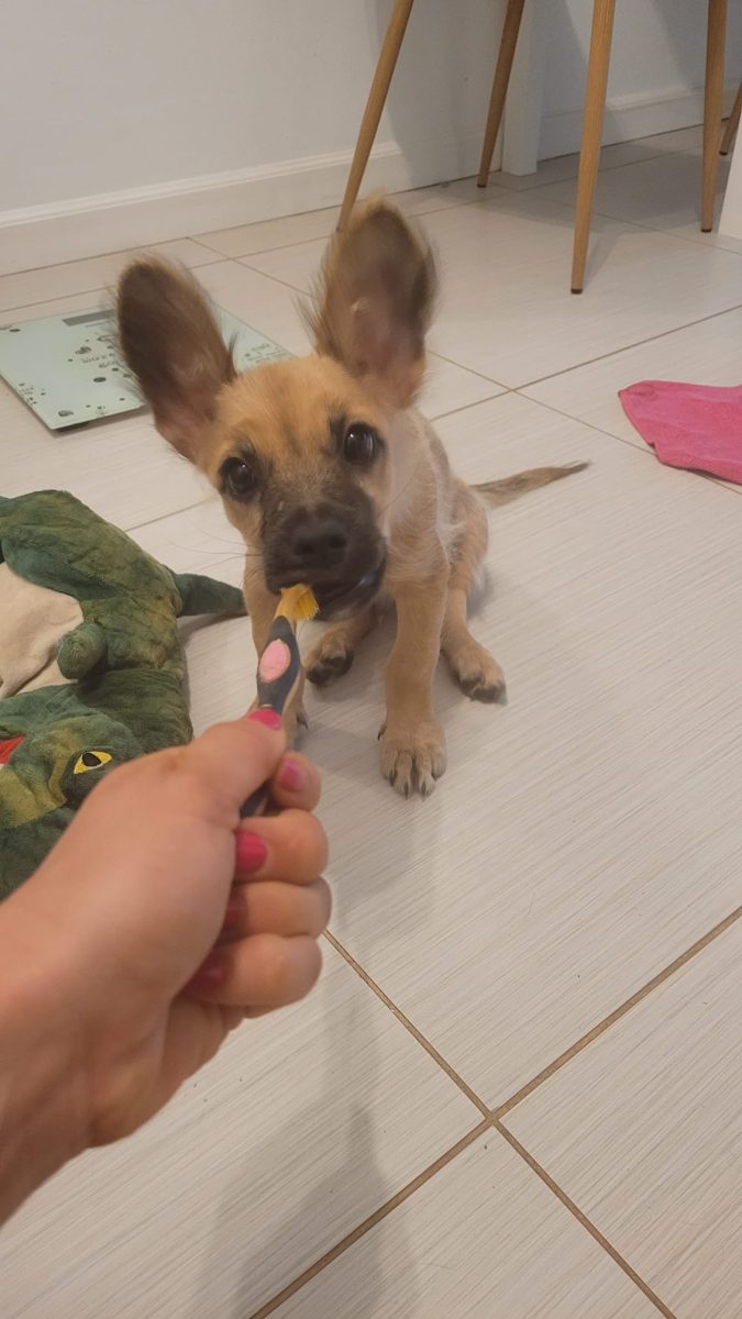 Mascul, 3 luni jumate, talie mică