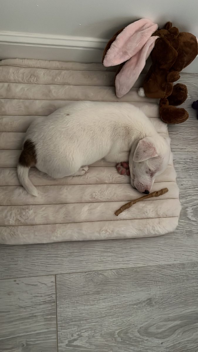 CĂUTĂM O FAMILIE PENTRU UN JACK RUSSELL ADORABIL