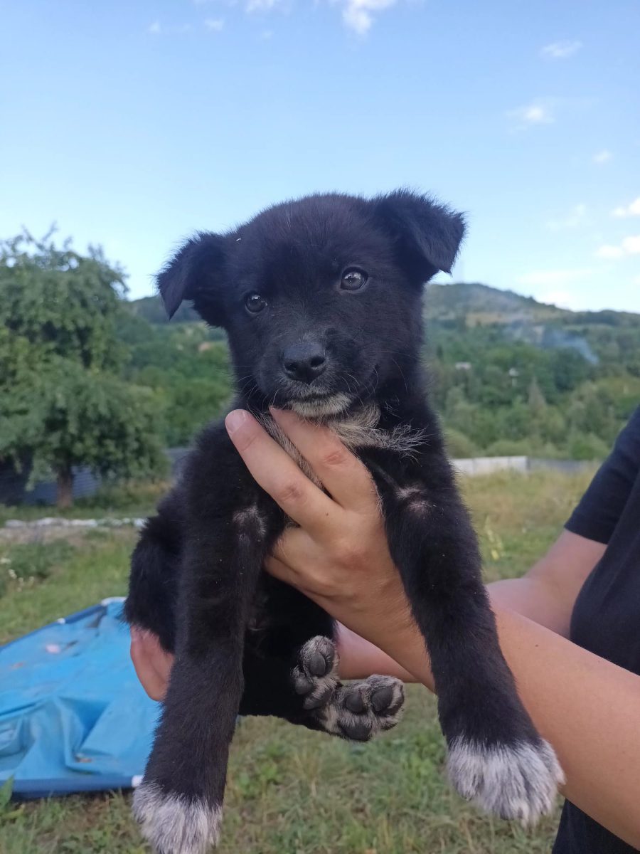 Catelus adorabil pentru adoptie responsabila