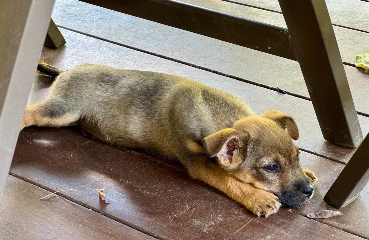 Archie isi cauta un stapan iubitor