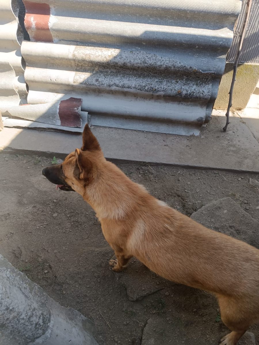 Un cățelandru iubăreț