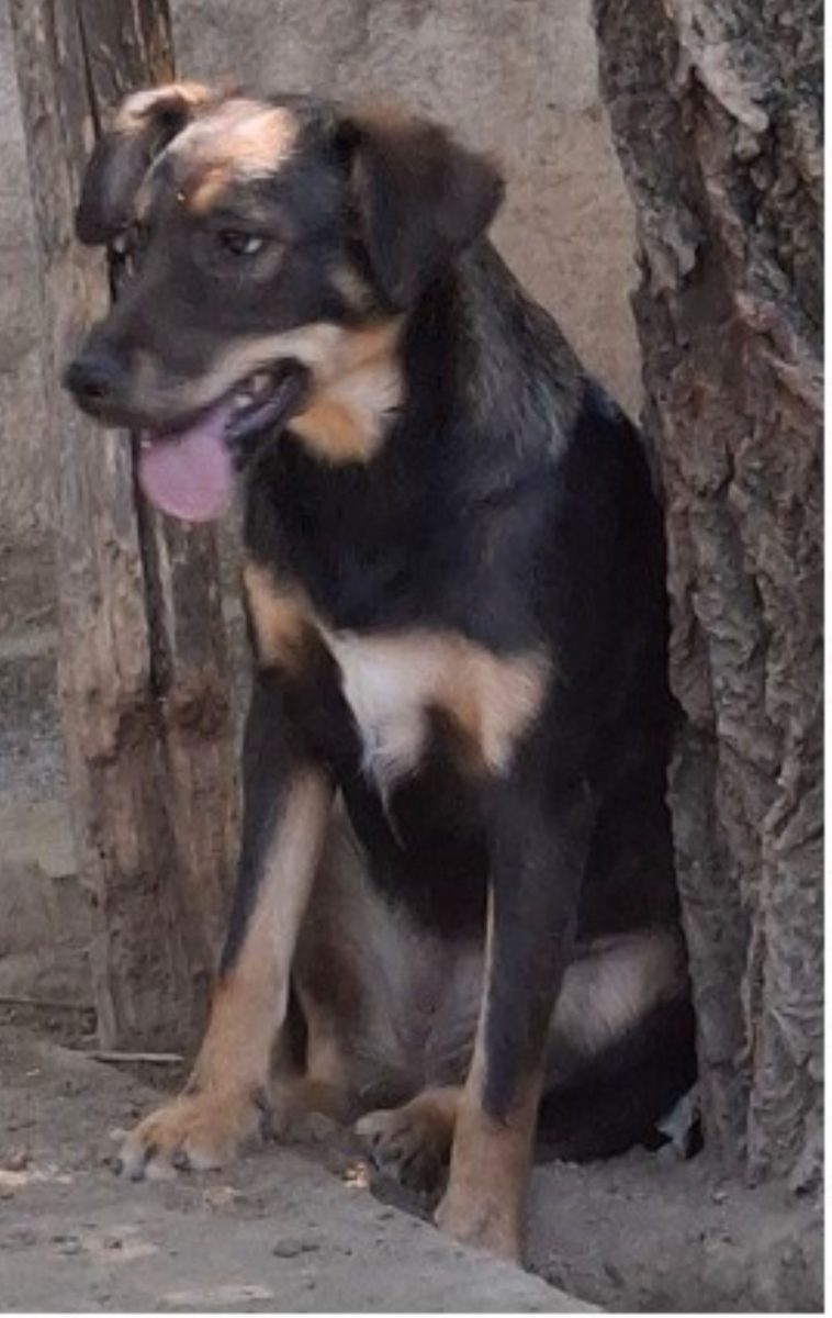 Donez catei pentru iubitori de animale!