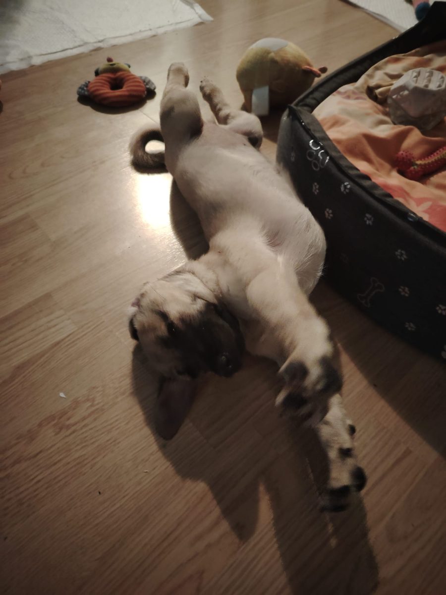 Se cauta adopție urgenta pentru un pui de cățeluș Tzutzurel