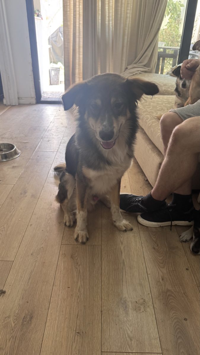 Jack /  Cățel loial și blând, 3 ani, sterilizat , disponibil pentru adopție în București