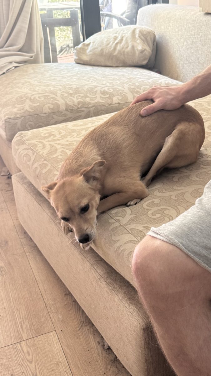 ADOPȚIE URGENTĂ : BAMBI Cățelușă blândă, 3 ani, sterilizată / București