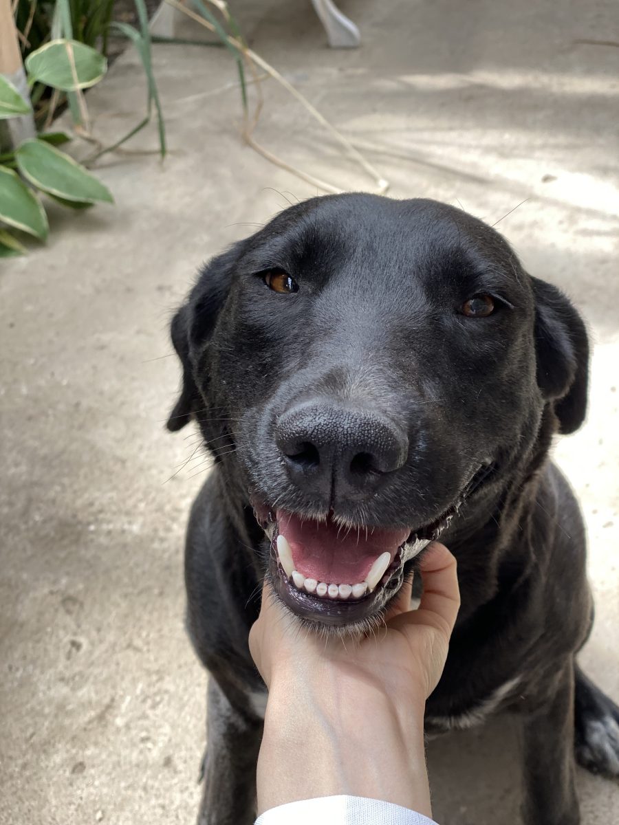 Adoptie Mina- metis labrador 2 ani – sterilizata