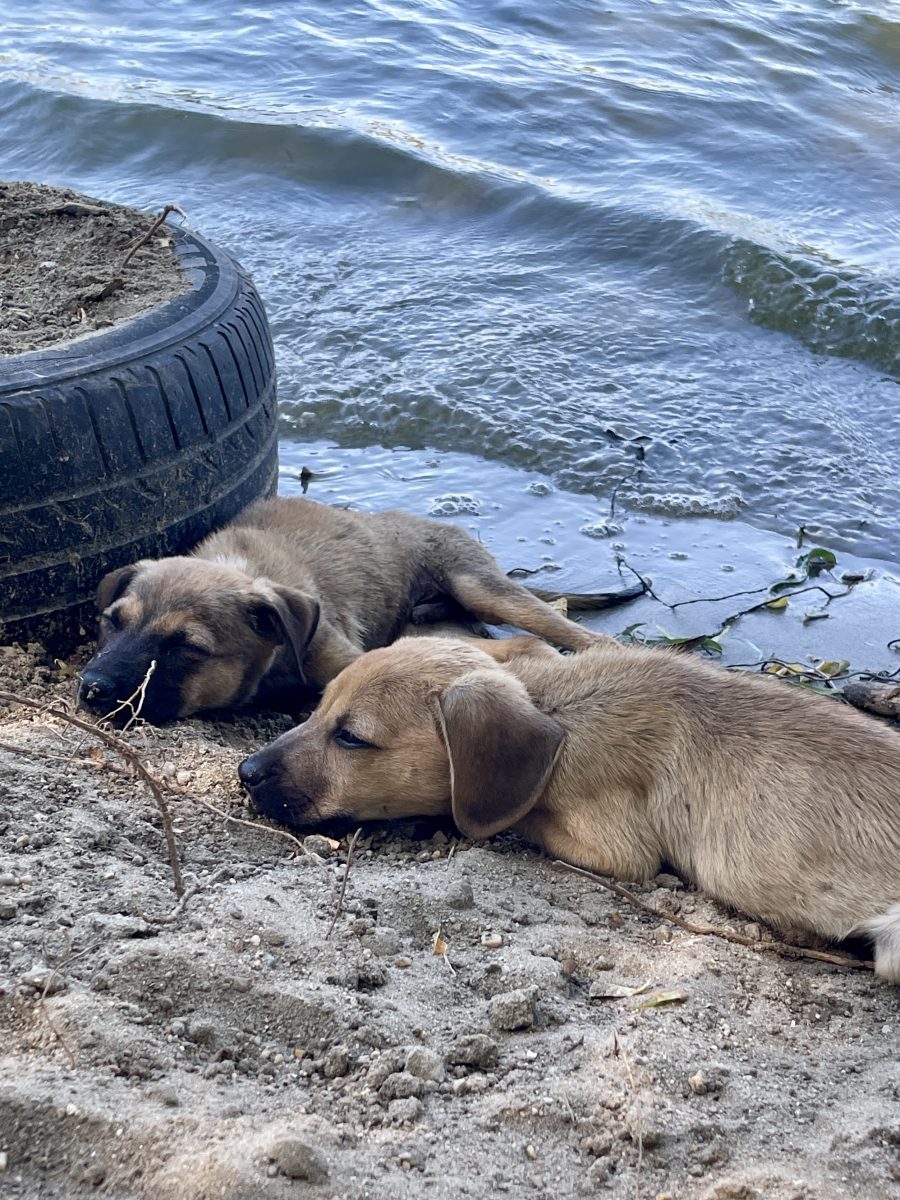 3 pui pentru adopție