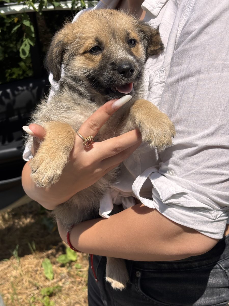 Max, Mia și Neo își caută familii